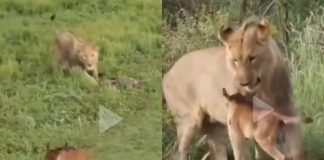 Leonessa salva antilope video