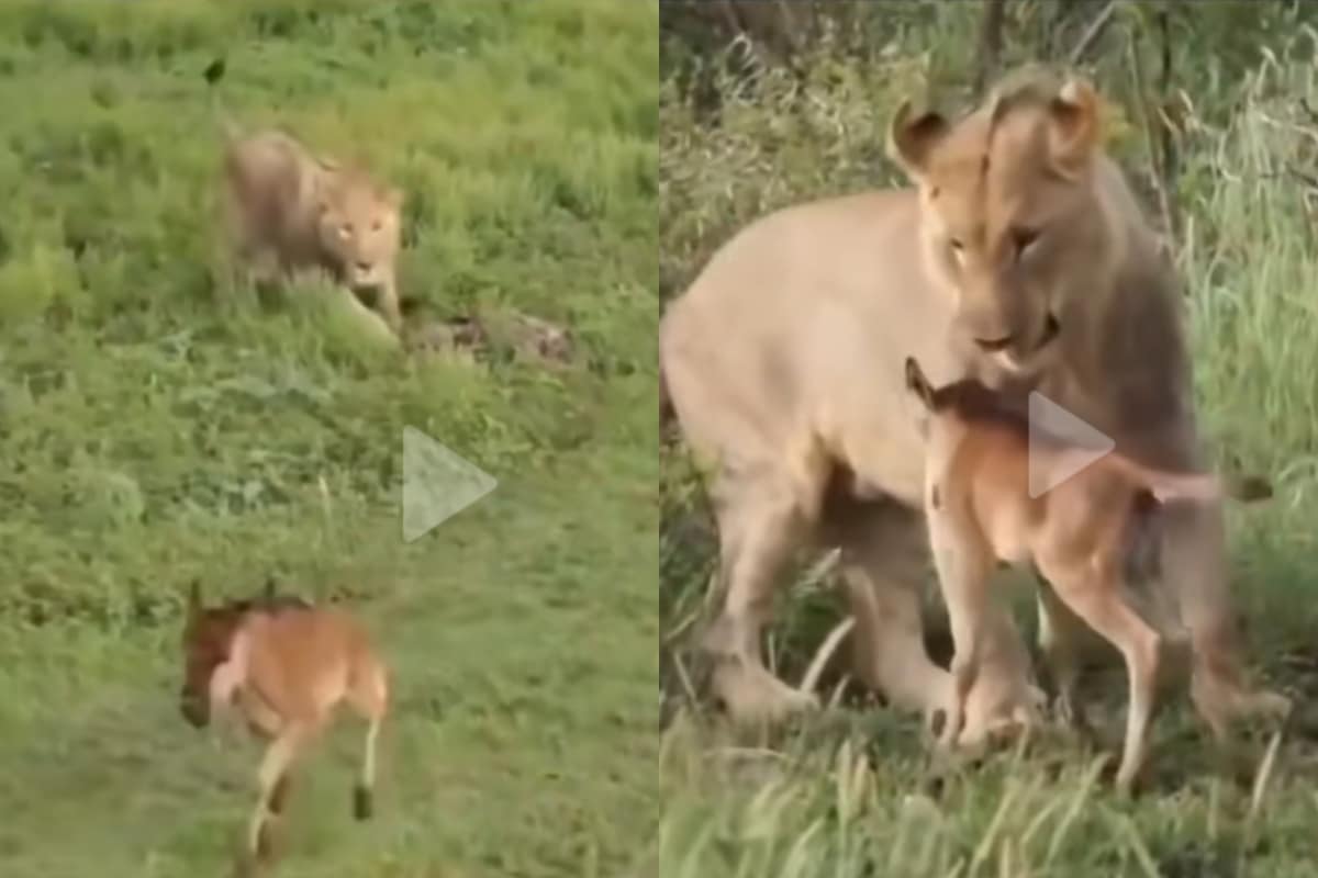 Leonessa salva antilope video