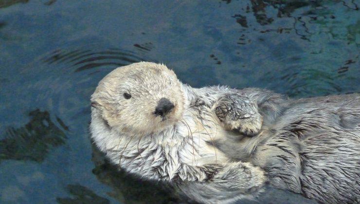 Mamma lontra video figlio