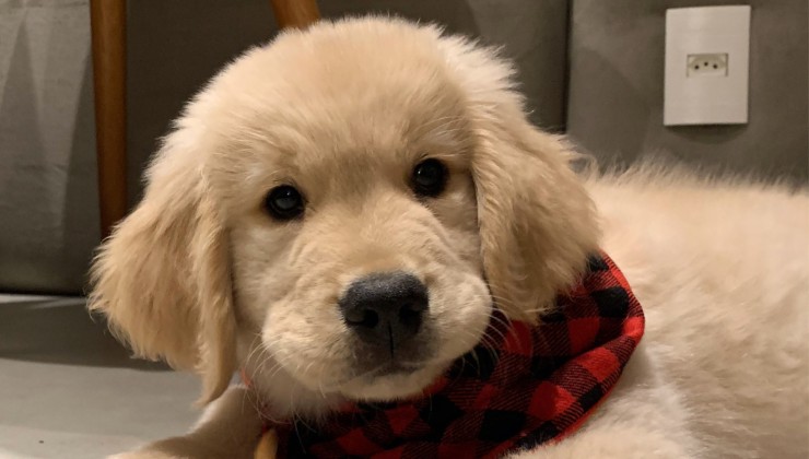 Cucciolo di Golden Retriver