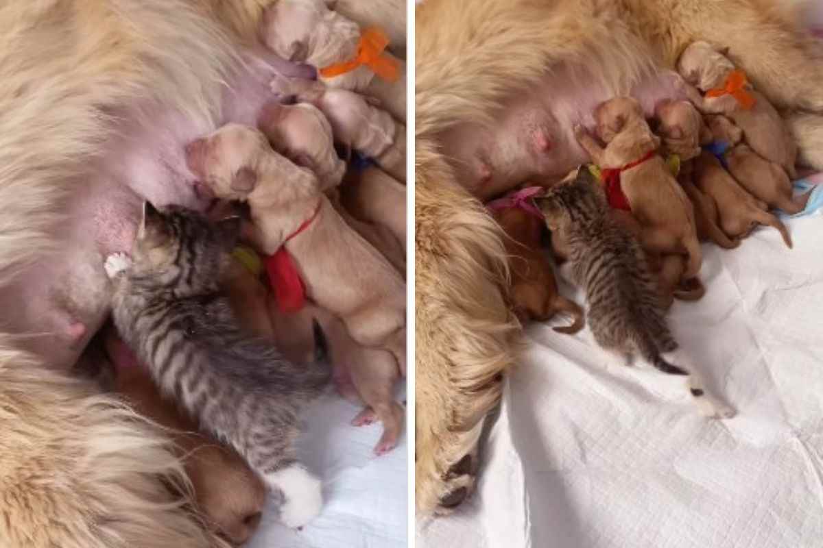 Cuccioli allattati da mamma cane con ospite video