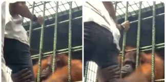 Orangotango aggredisce turista