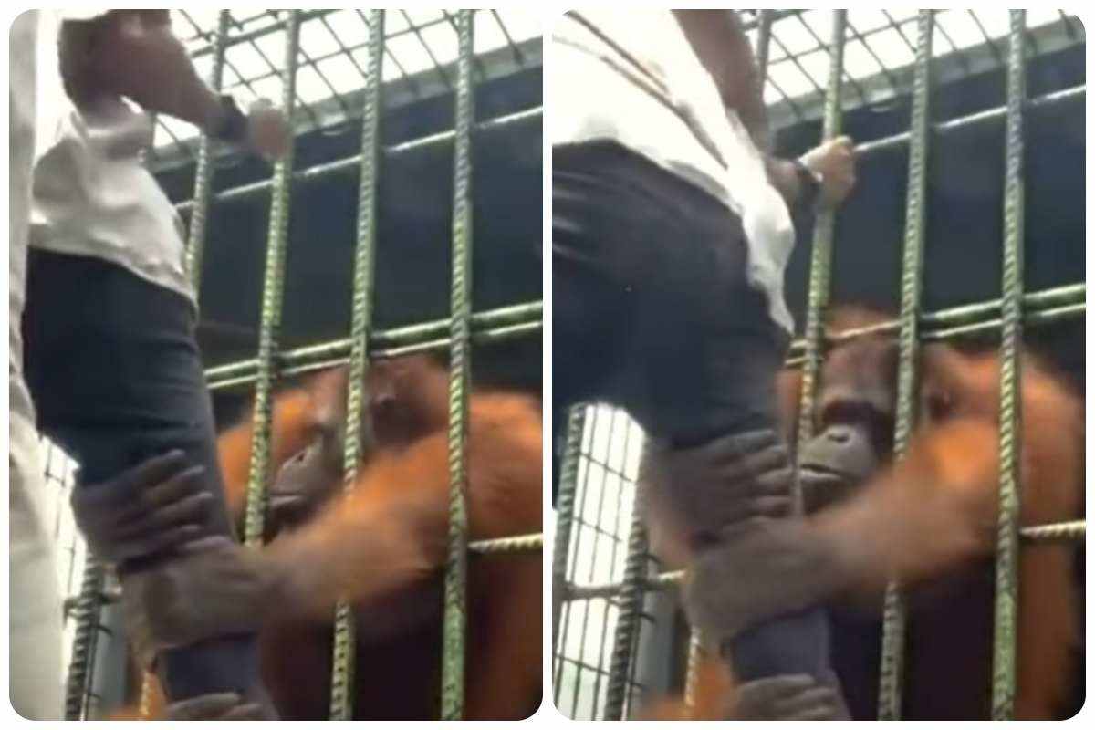 Orangotango aggredisce turista