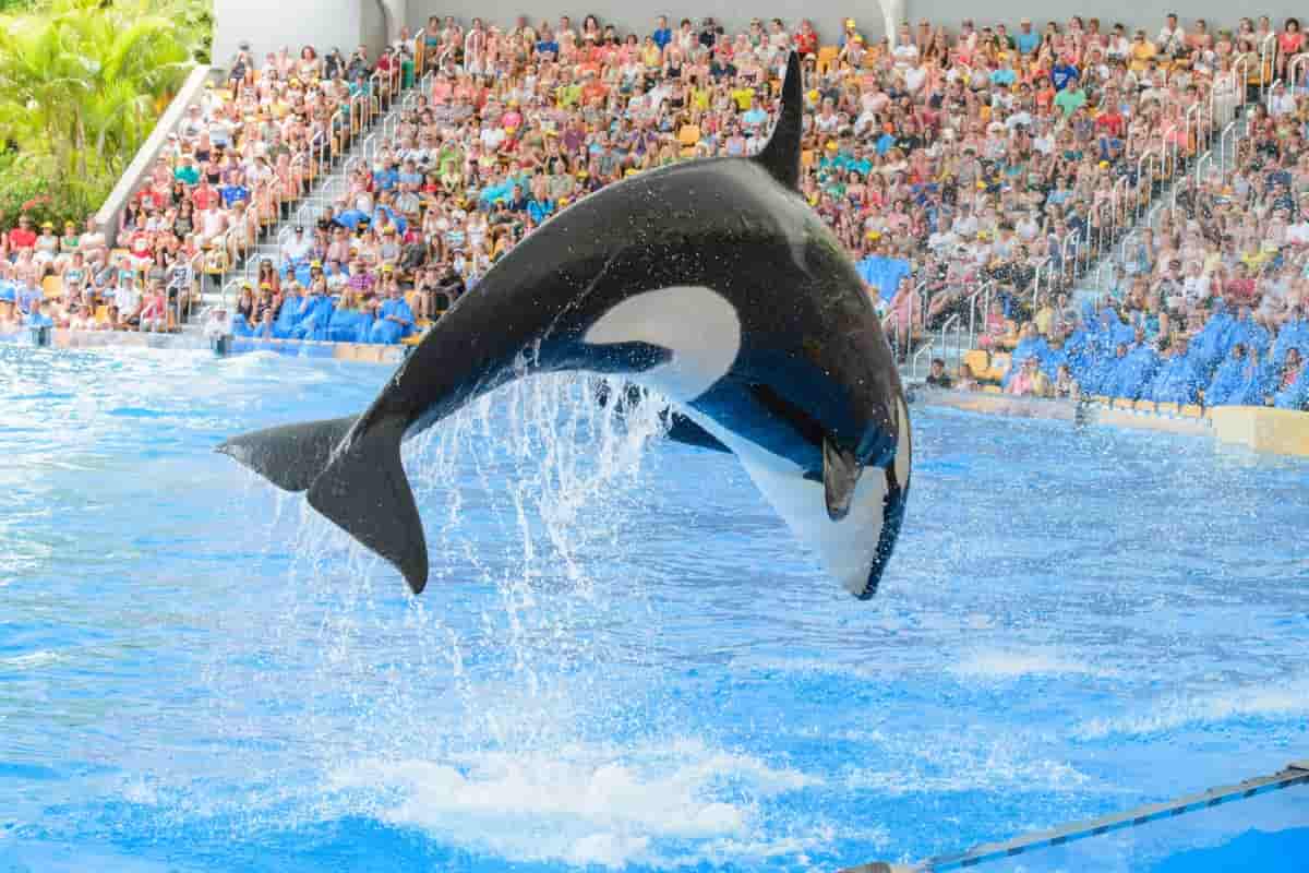 Orca Lolita morta dopo 53 anni in acquario