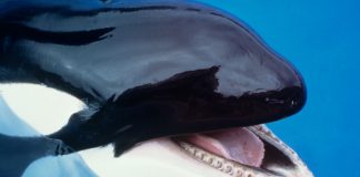 Orca Lolita morta dopo 53 anni in acquario