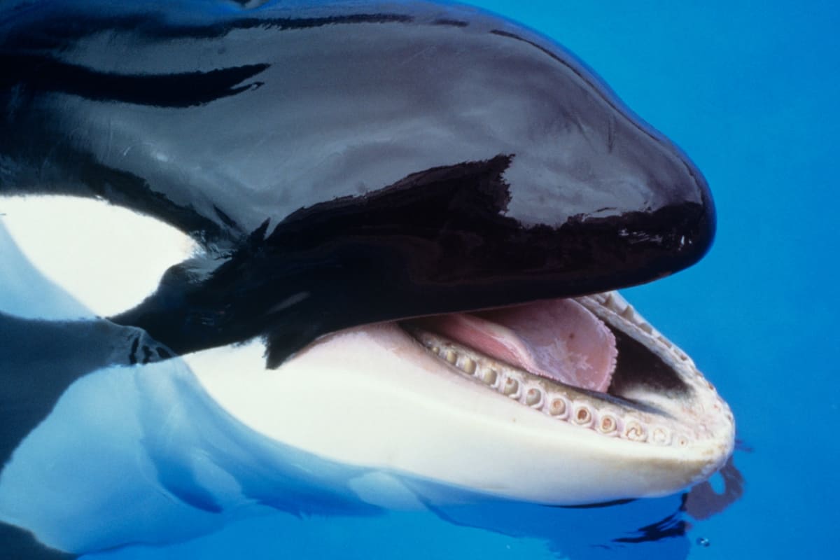 Orca Lolita morta dopo 53 anni in acquario