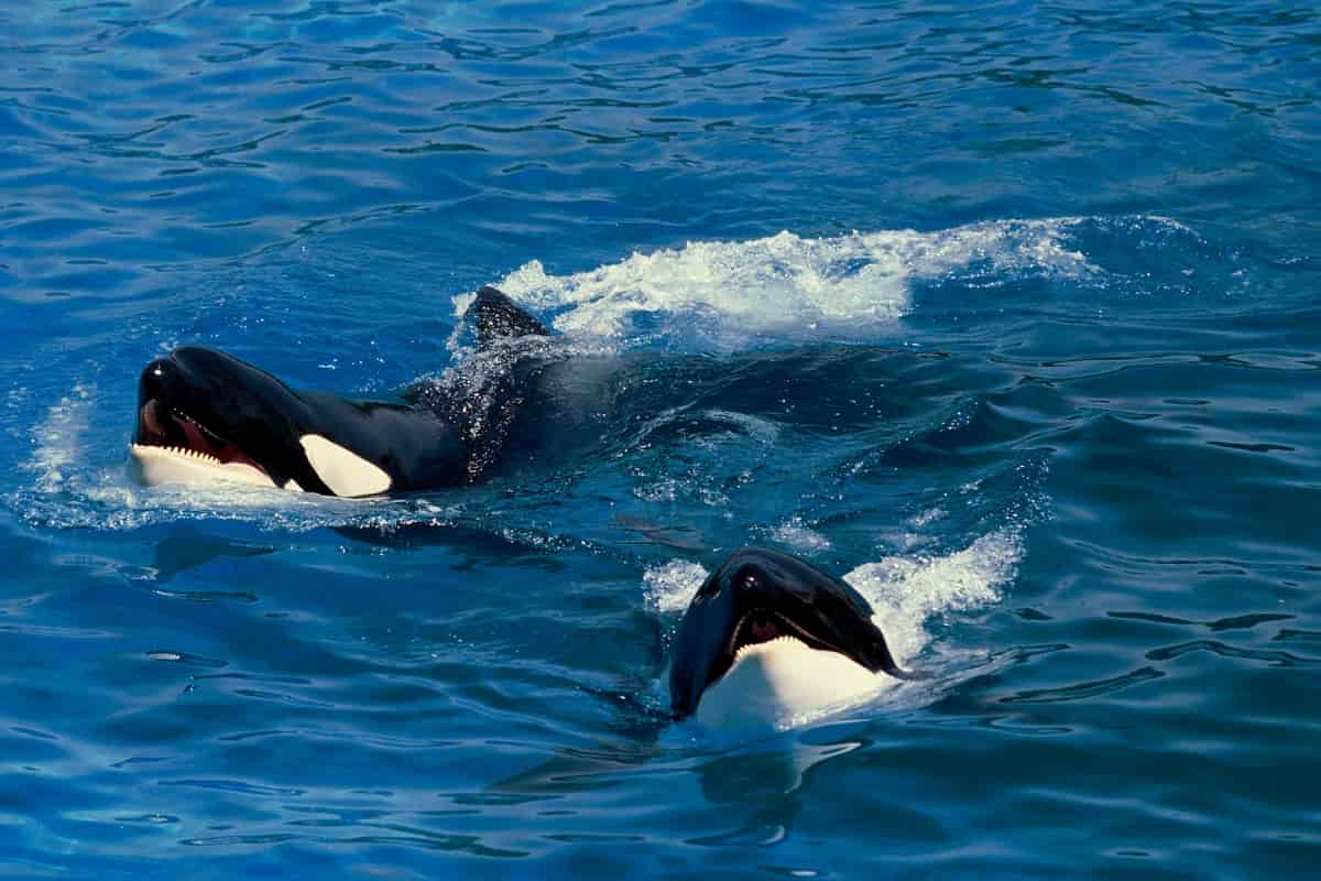 Orca Lolita morta dopo 53 anni in acquario