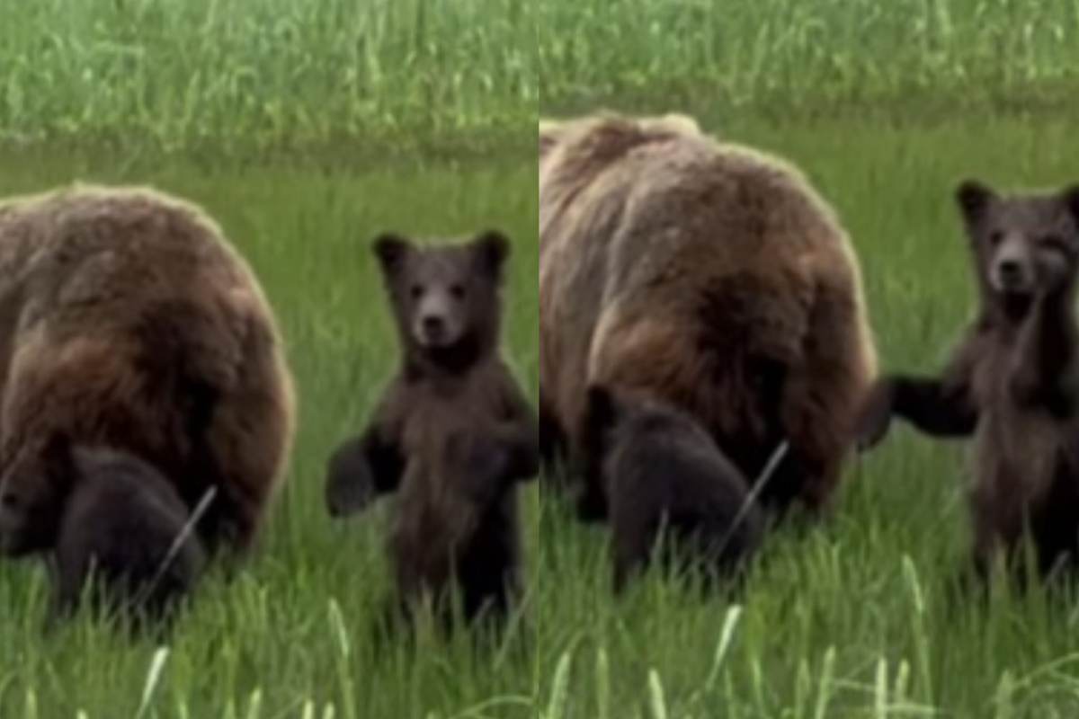 mamma orda cuccioli incontro umano video