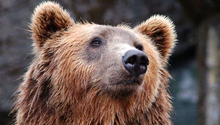 Orso bruno bussa alla porta coccole video