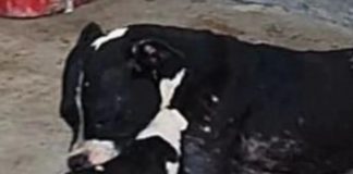 Pitbull che abbraccia il suo cucciolo