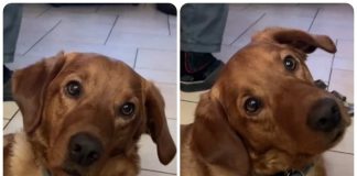 cane sente piangere il padrone video reazione