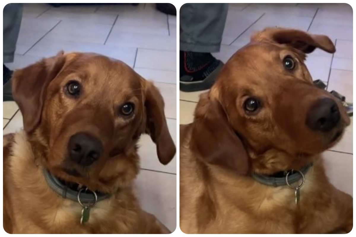 cane sente piangere il padrone video reazione