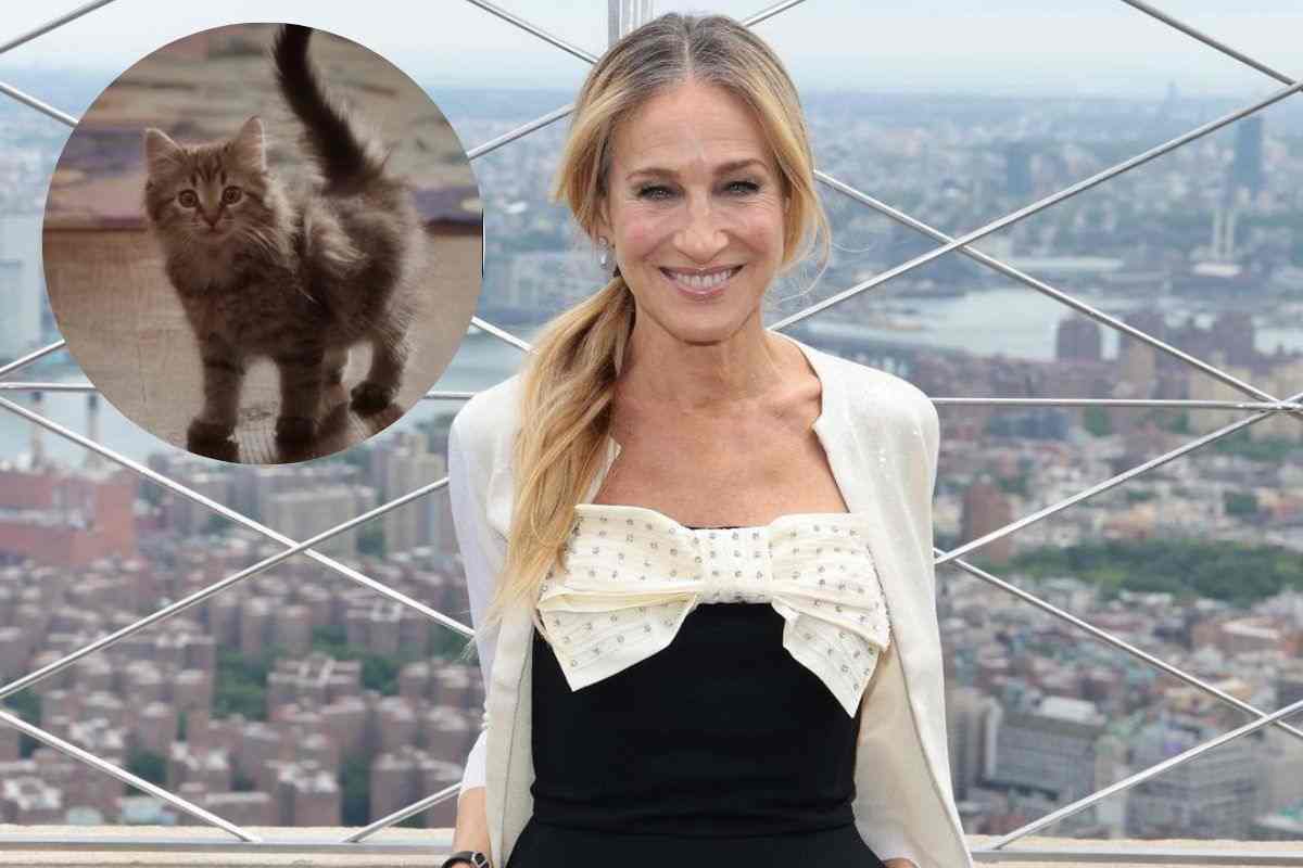 Sarah Jessica Parker gatto Lotus