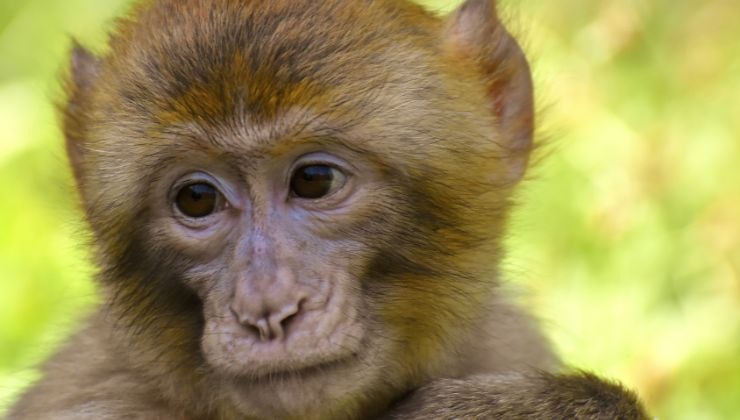 Scimmia bambina pianto babysitter video