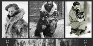 la vera storia di balto e togo