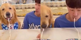 Gara cane golden retriever padrone video esilarante