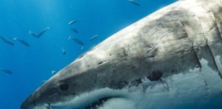 Squalo rischio estinzione per specie pericolosa