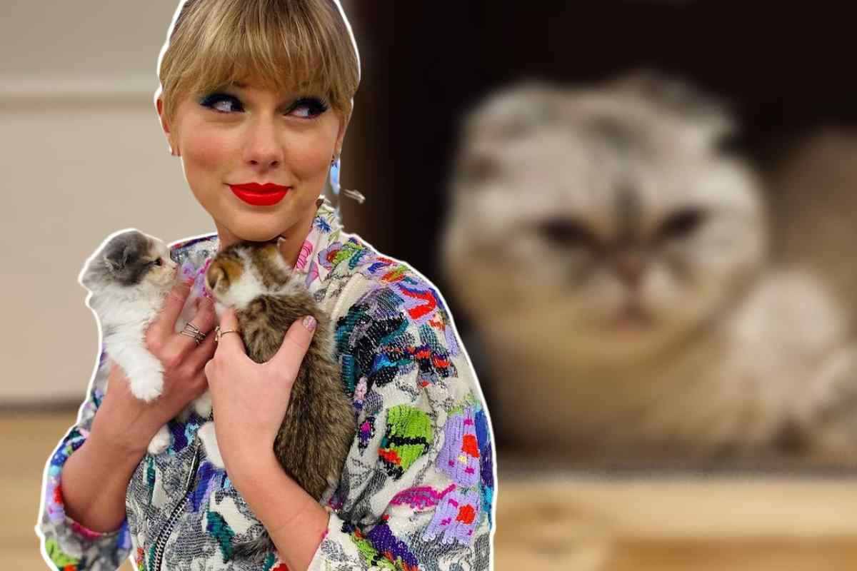 Taylor Swift animali ricchezza gatta 