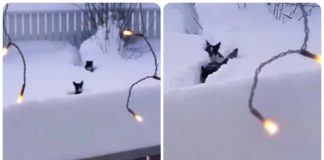 cane gatto neve trucco video
