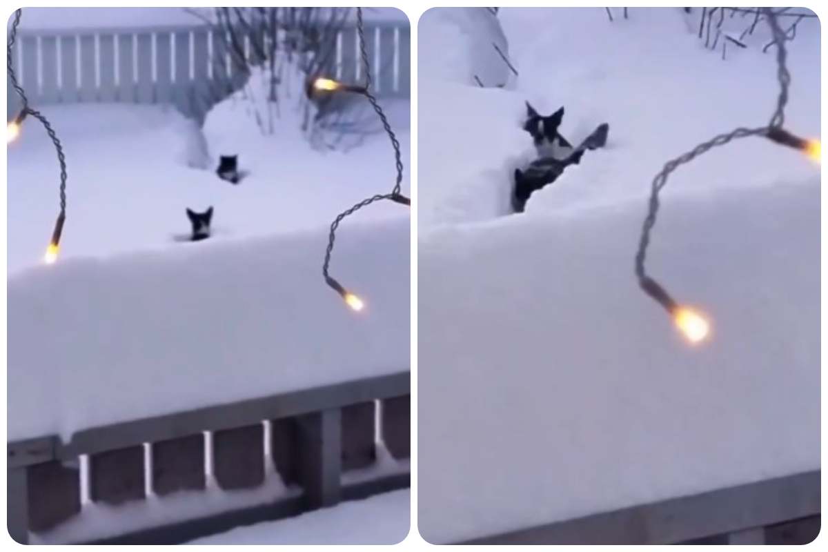 cane gatto neve trucco video