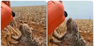 Animali costretti a fidarsi dell'uomo