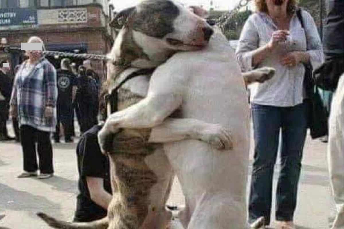 cani si abbracciano dopo essere stati adottati da famiglie diversi