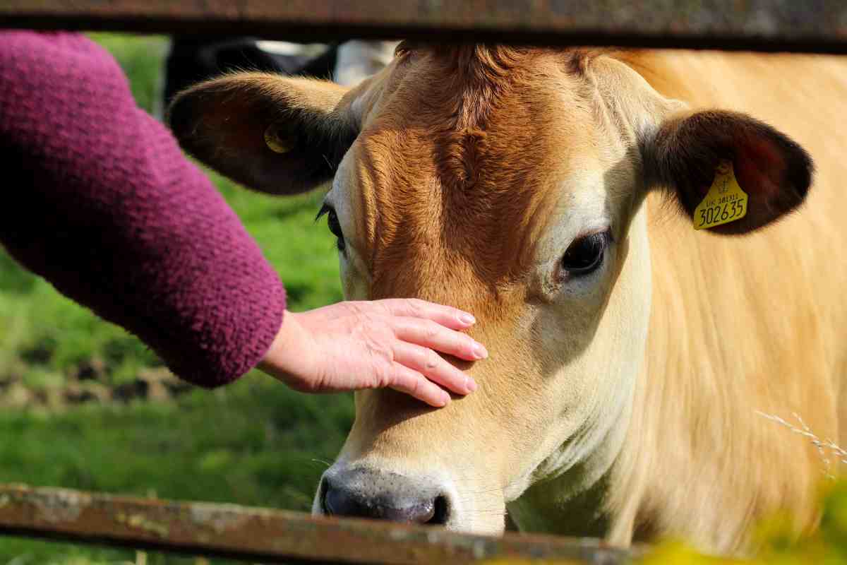 contadino si finge triste reazione animali video