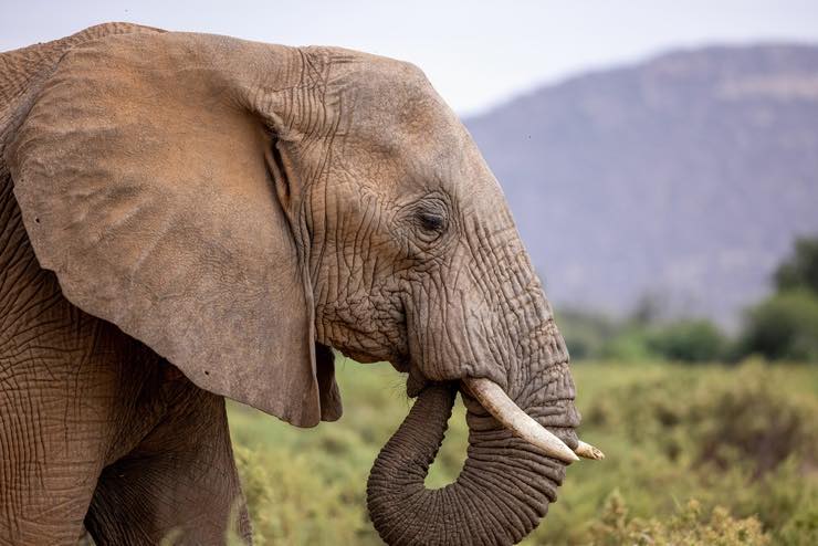 Animali: quali soffrono di depressione