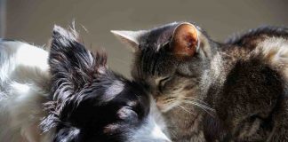 Animali domestici: quali sono ammessi in Italia