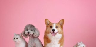 Bonus animali domestici