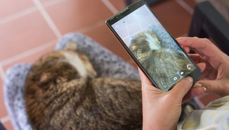 animali e social network gattino centralinista