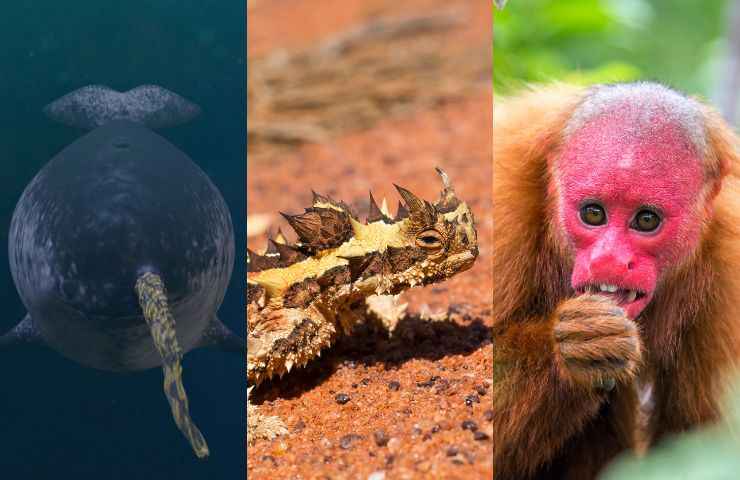 animali strani e bizzarri ma veri