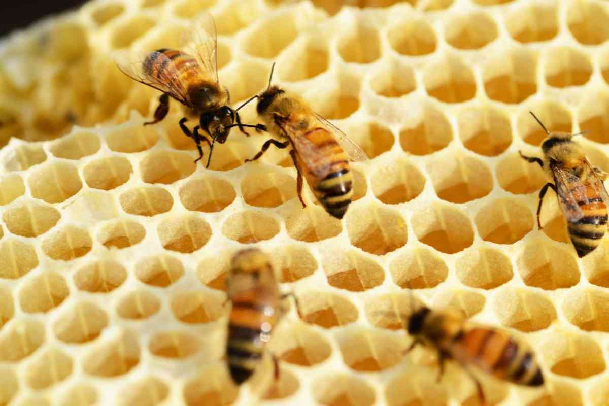 Attacco delle api luoghi più frequenti
