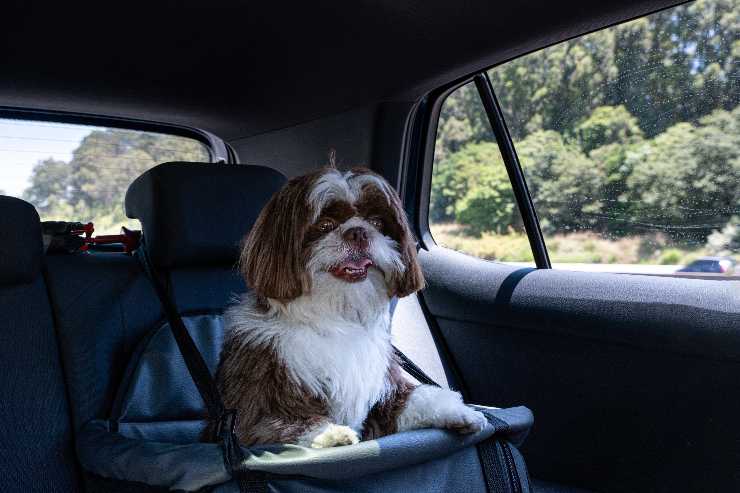 Viaggio in auto col cane trucchi