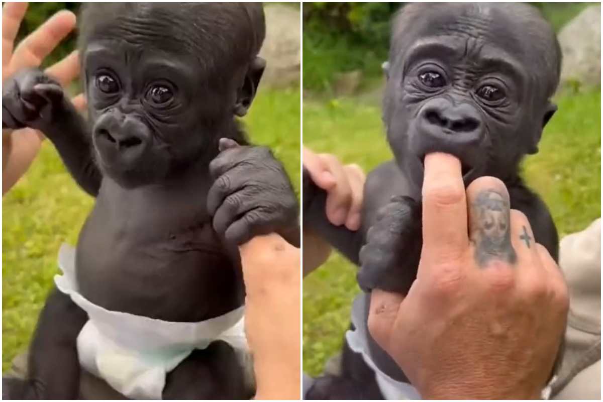 baby cucciolo di gorilla video divertente dolcissimo tiktok