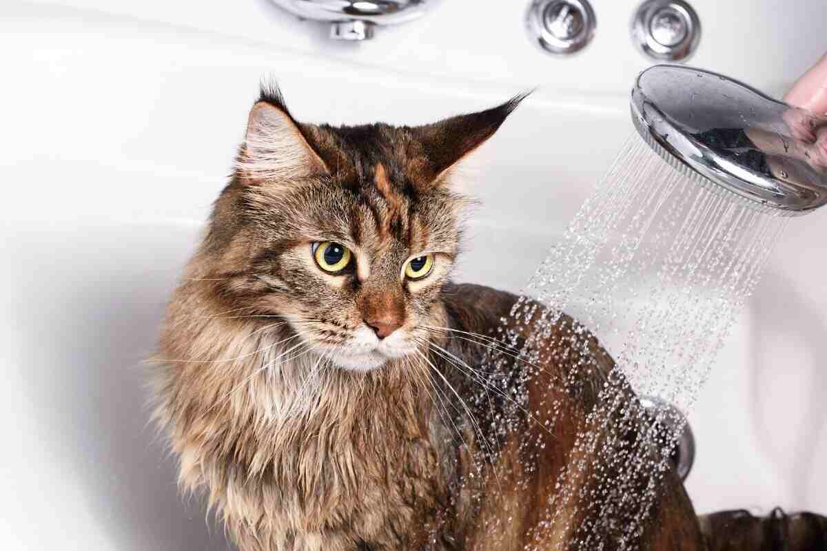 Fare il bagno al gatto