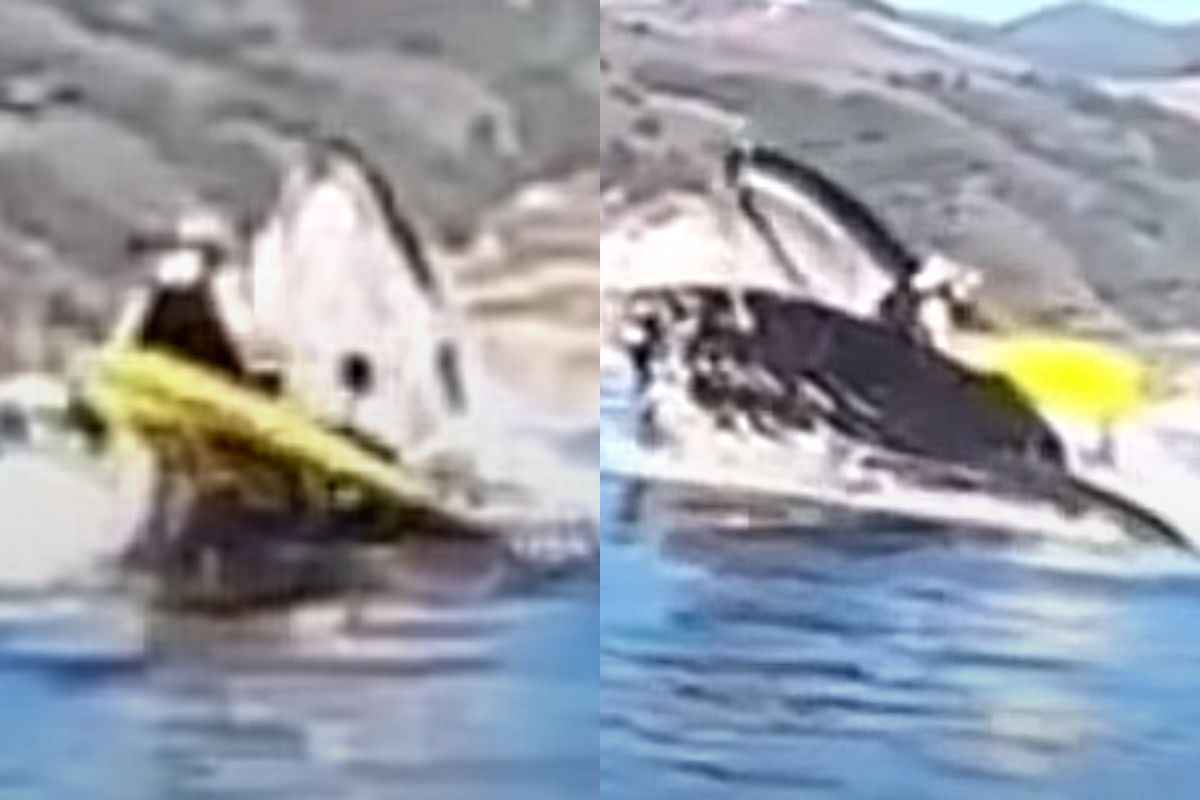 Two girls in a kayak swallowed by a whale, the video goes viral on the web