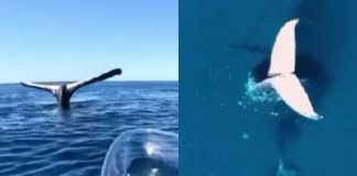 balena pietrificata video tiktok