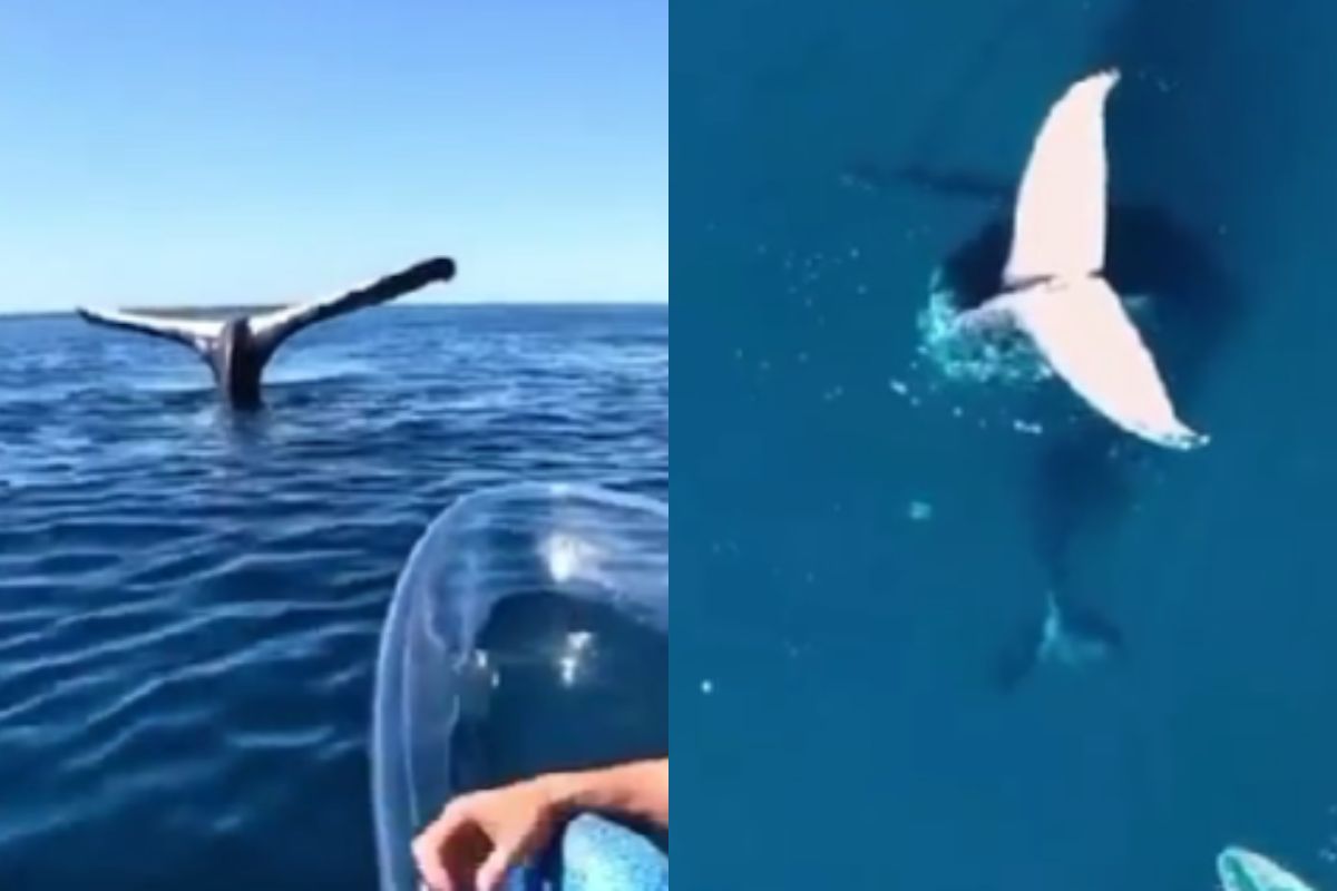 balena pietrificata video tiktok