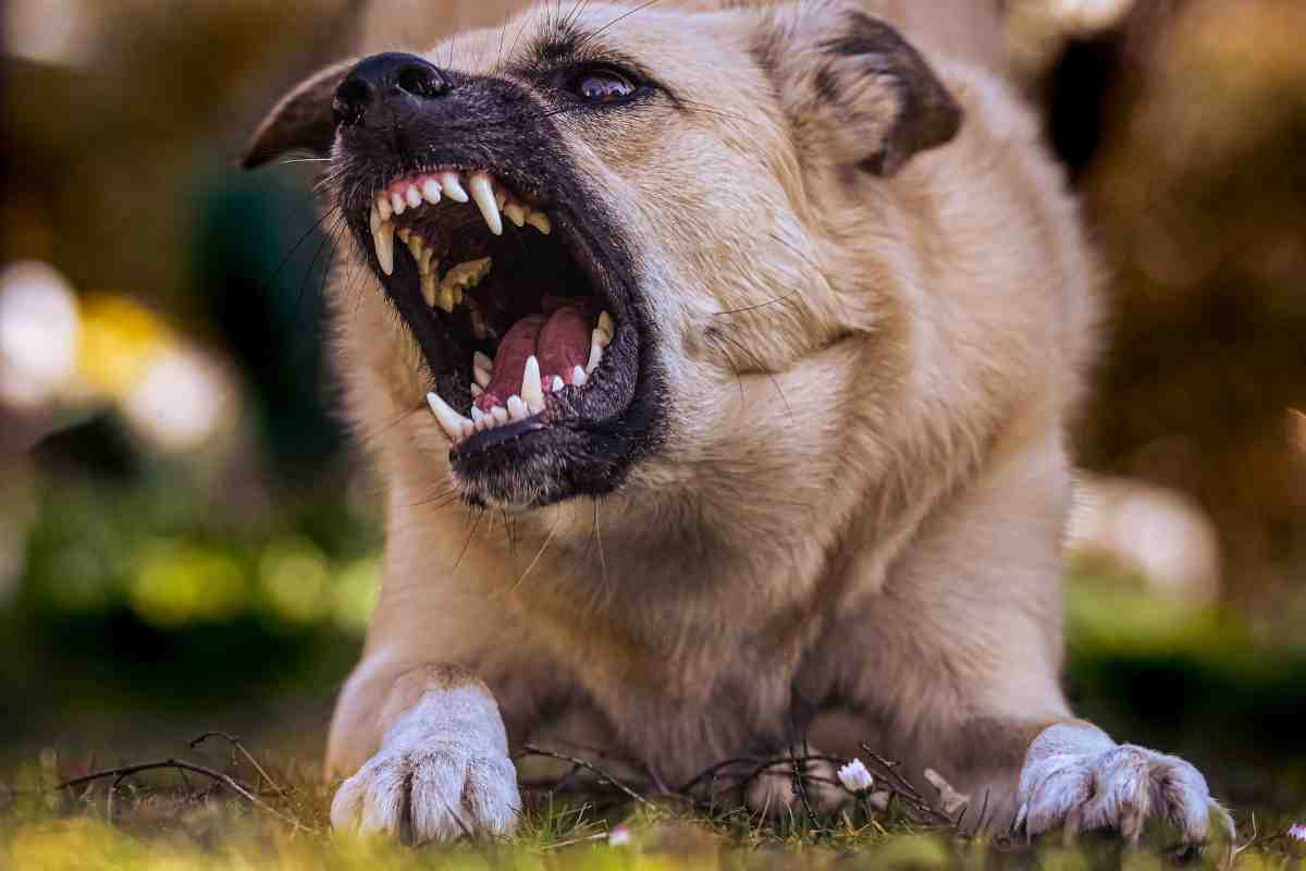 Cani randagi aggressione bambino