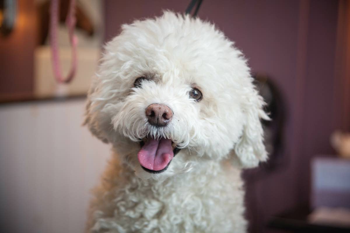 Barboncino: il cane più intelligente al mondo