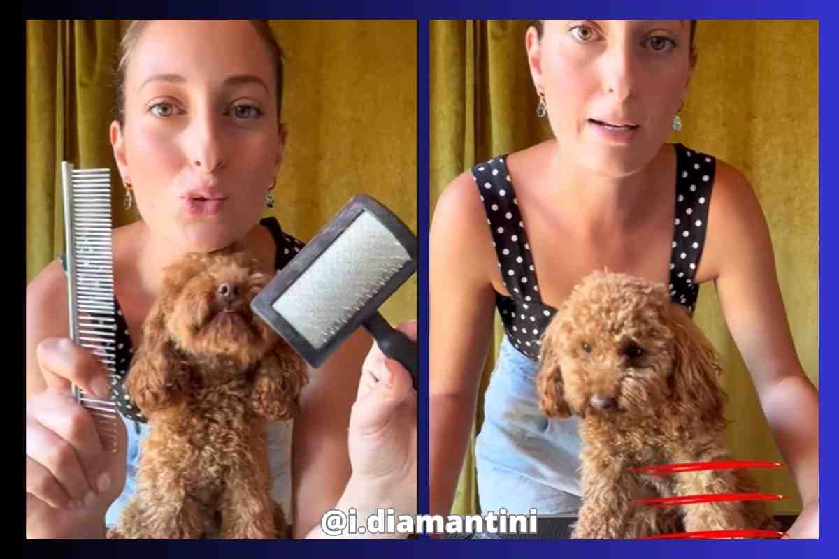 Come pettinare il barboncino: il trucchetto di beauty a cui non potrai  rinunciare - Velvet Pets