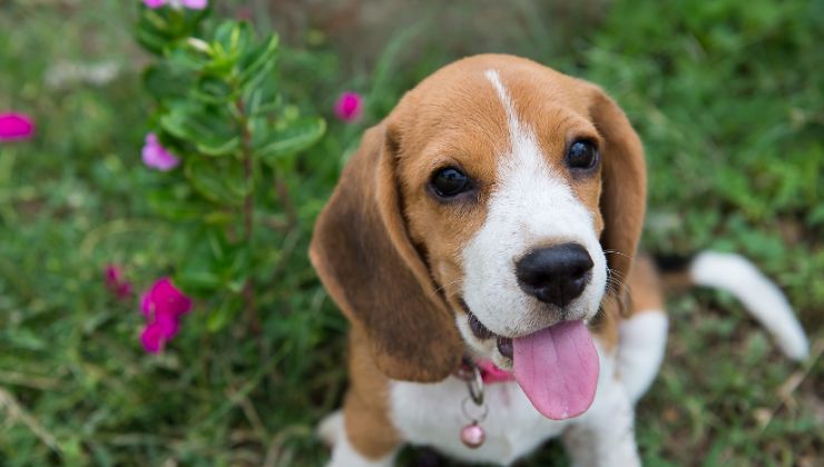 beagle perchè ha la coda bianca