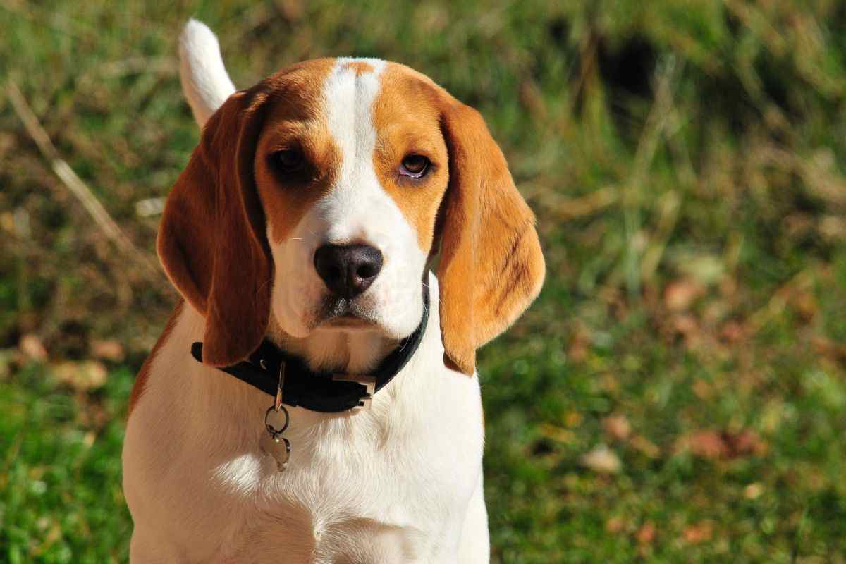 beagle coda bianca strumento
