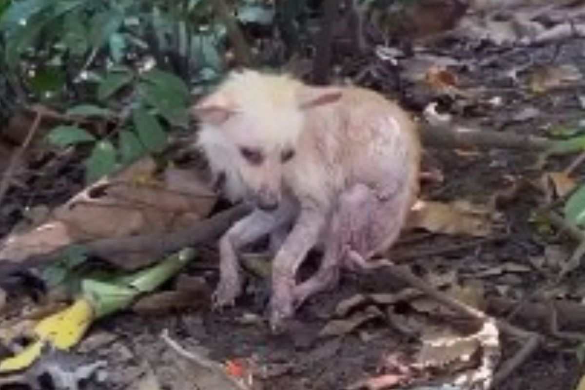 cosa aveva la piccola cagnolina