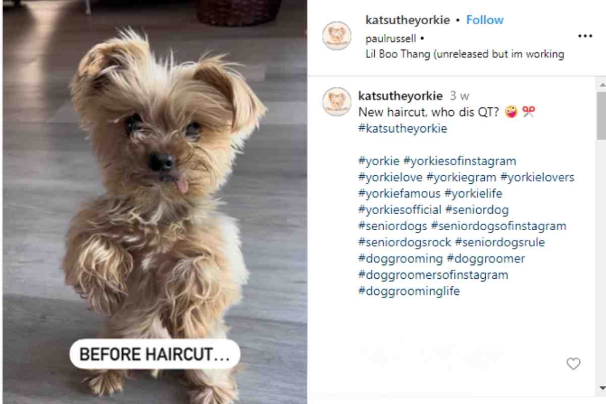 The shaggy dog ​​goes to the groomer: the result is surprising – video
