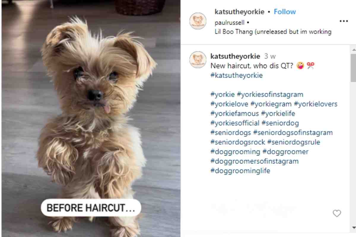 Cagnolino Fonte @katsutheyorkie Instagram