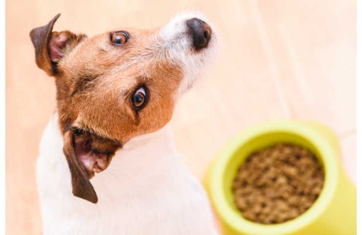 Gli 11 trucchetti per rendere appetitosi i croccantini