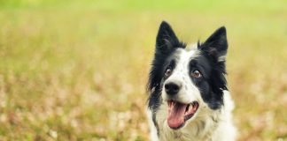 Cane: i giochi divertenti da fare con lui
