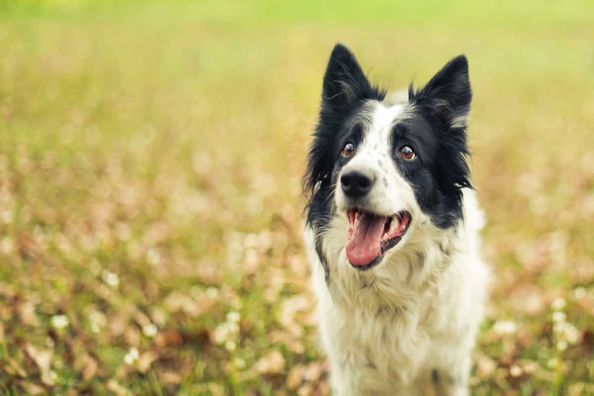 Cane: i giochi divertenti da fare con lui